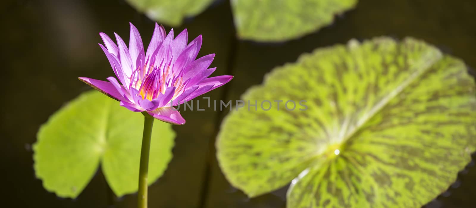 Panorama Lotus lily water background