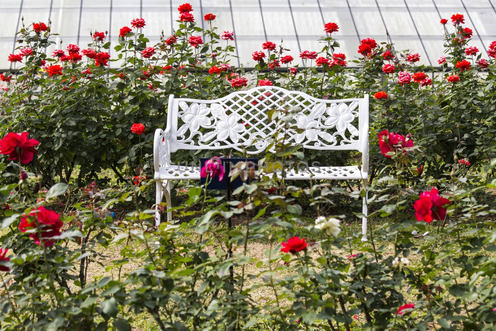 White chairs on red rose gardens by 2nix