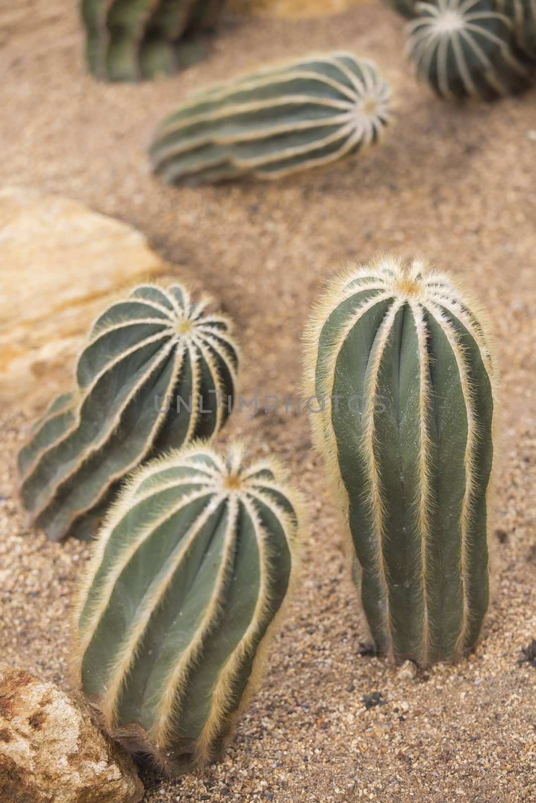 Cactus in garden