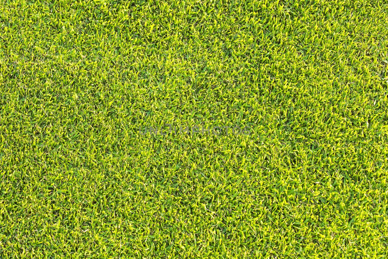 Green grass texture and backgrounds by 2nix