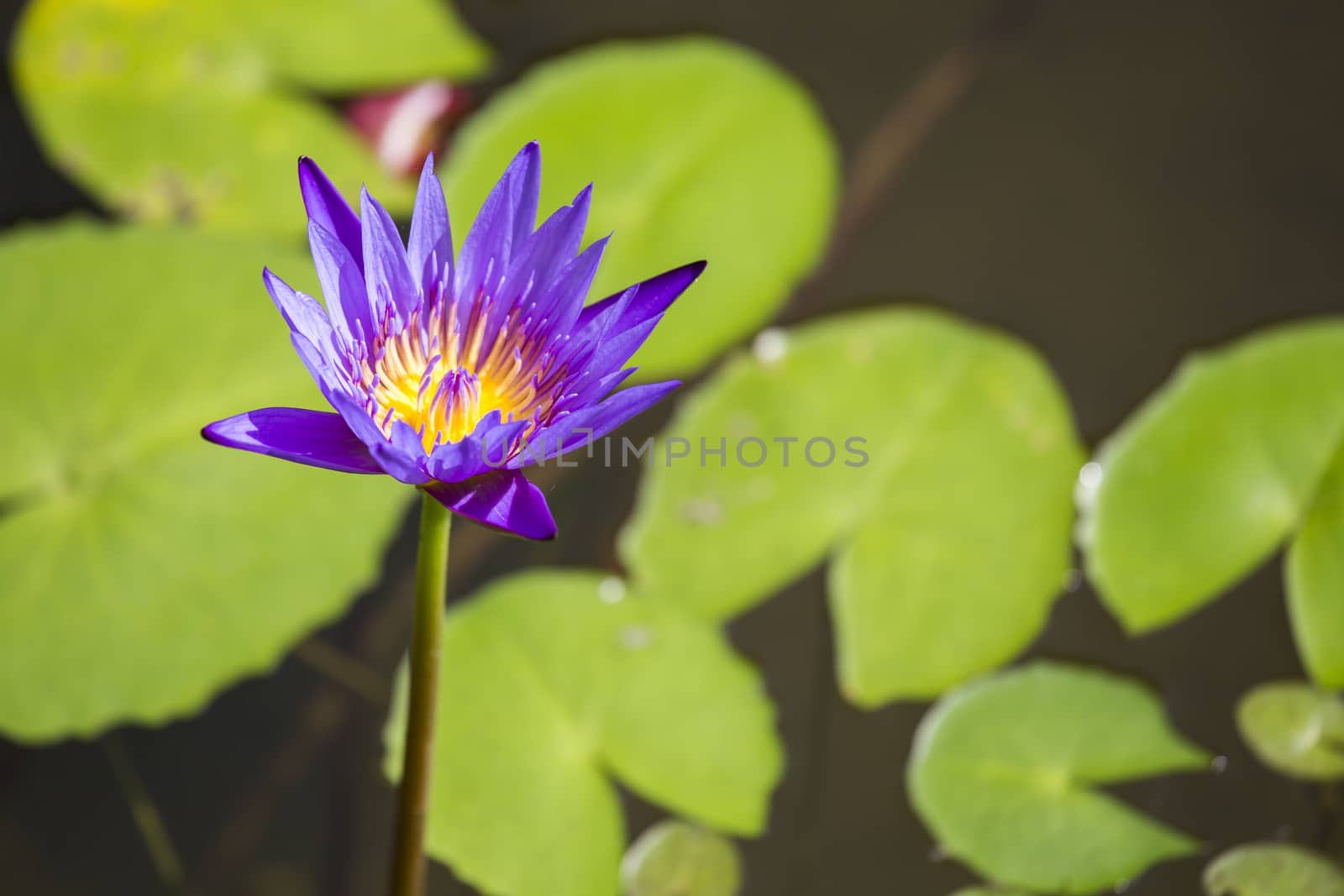Lotus lily water by 2nix