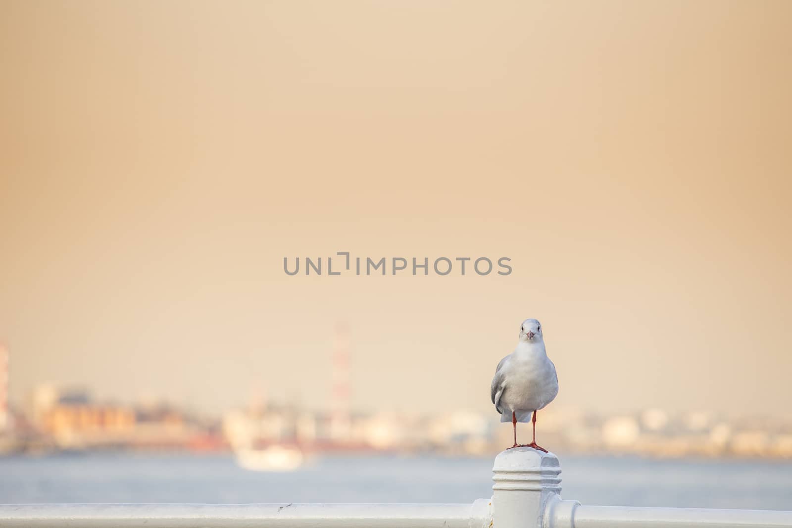 Seagull on Yokohama port