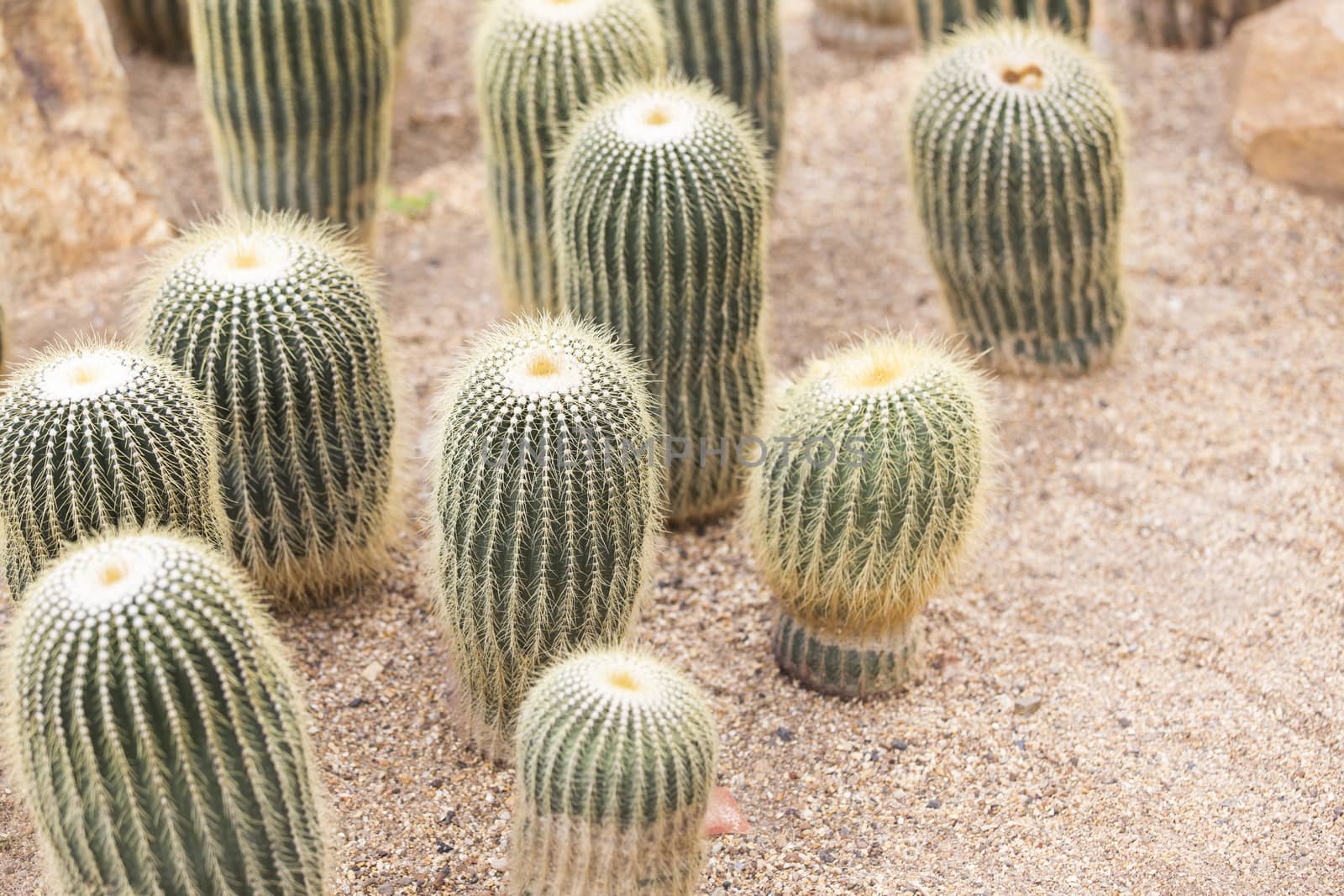 Cactus in garden