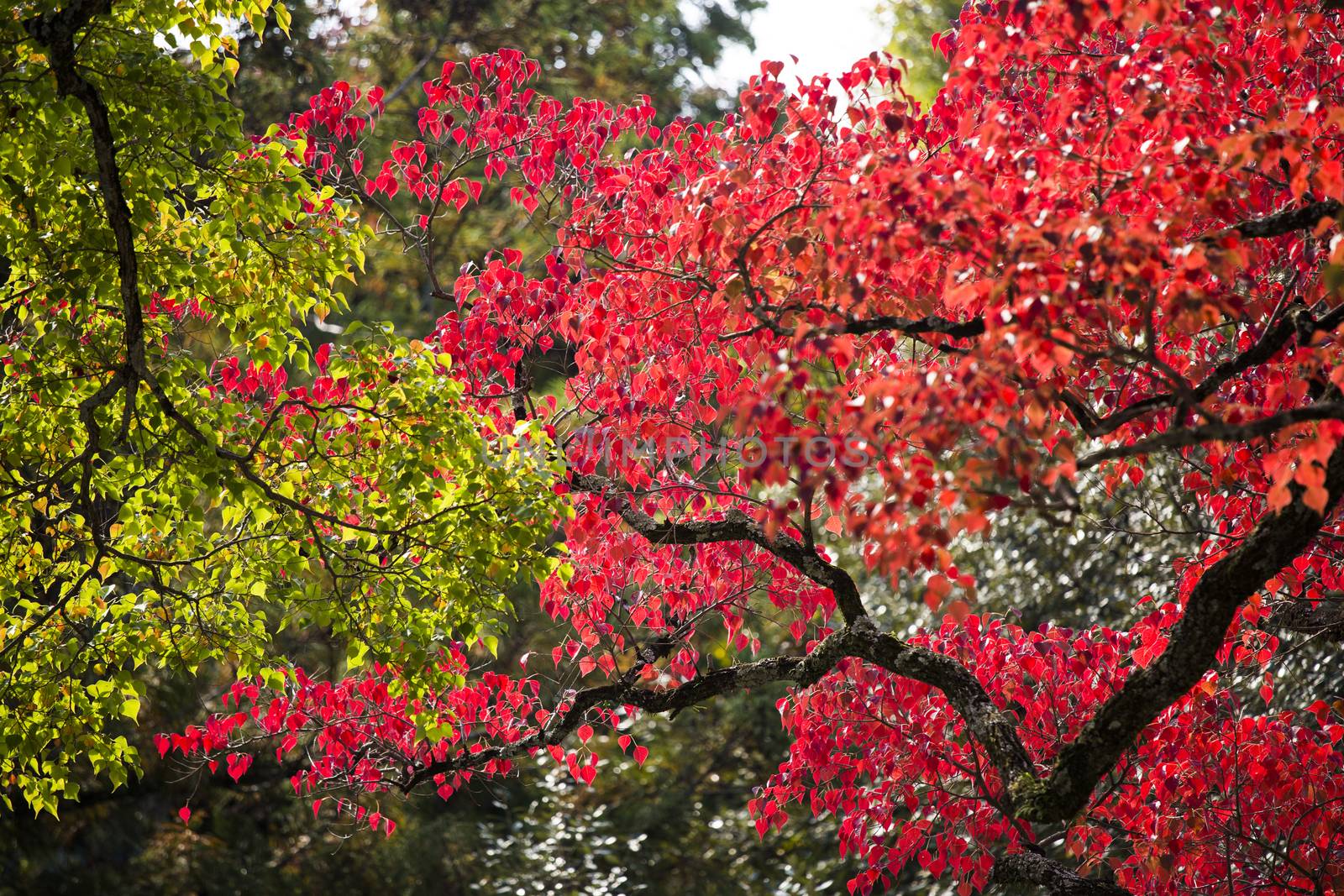 Autumn leaf season change by 2nix