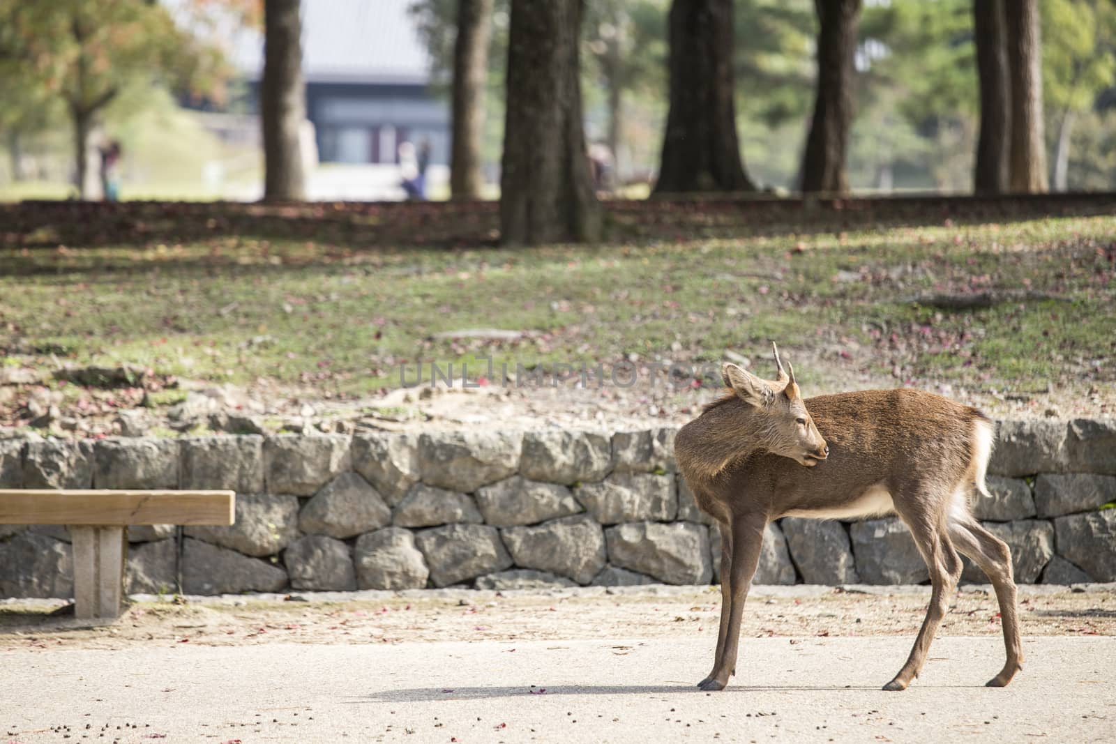 Deer in Nara Park by 2nix