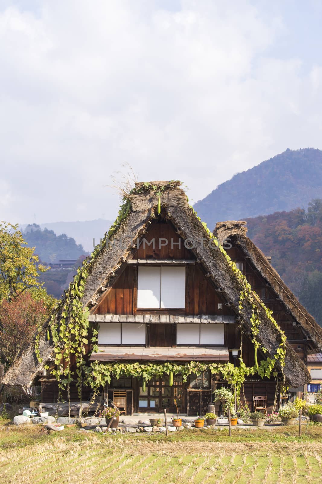 Cottage and rice field in small village shirakawa-go japan. autu by 2nix