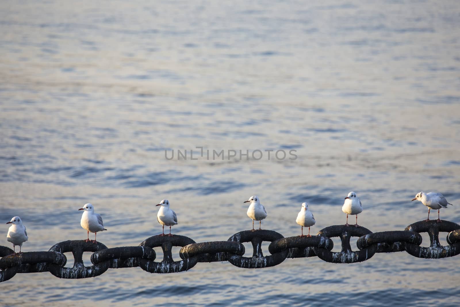 Seagull on Yokohama port by 2nix