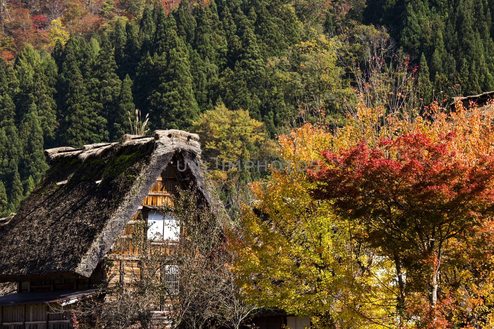 Cottage and rice field in small village shirakawa-go japan. autu by 2nix
