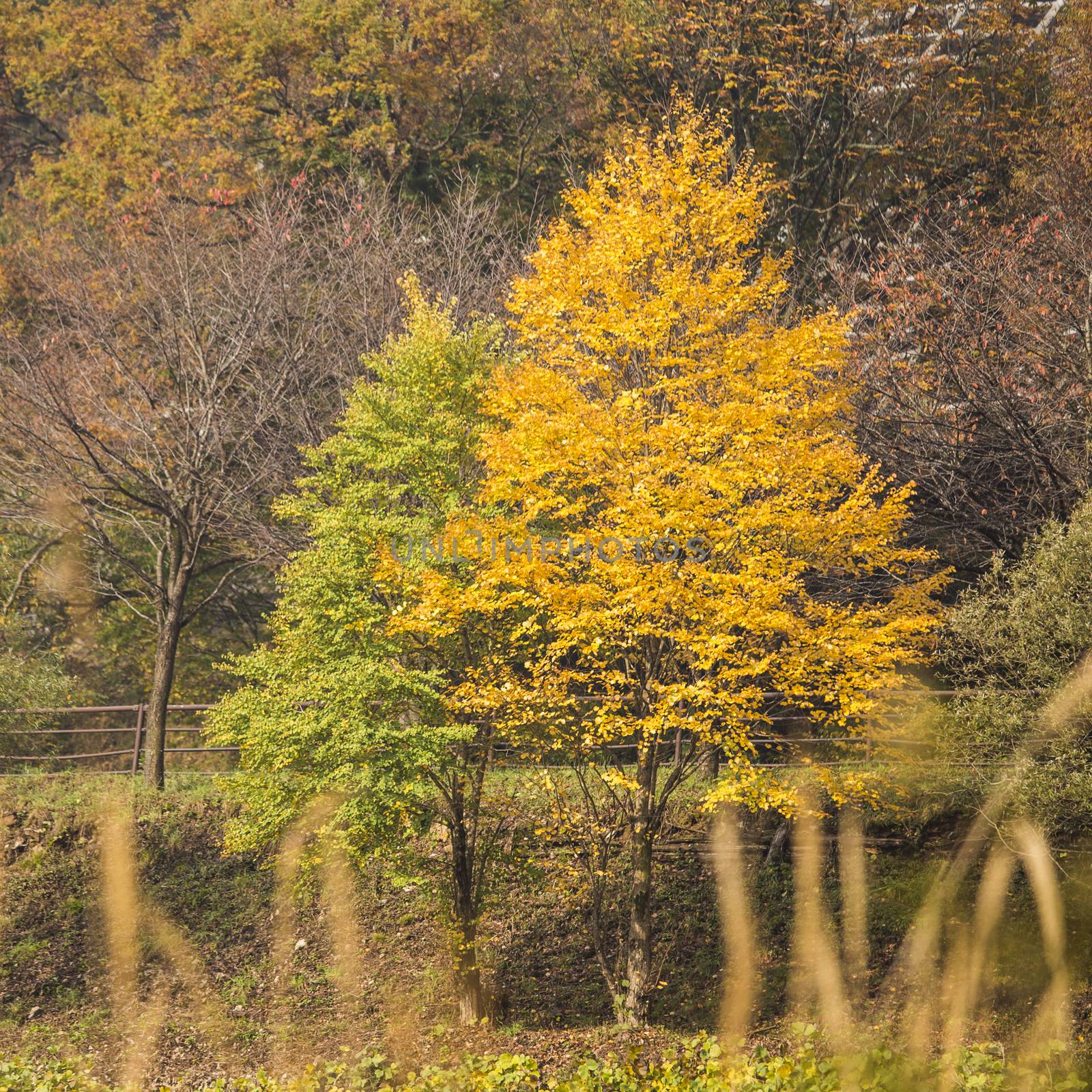 Fall season at Shirakawa-go. Japan by 2nix