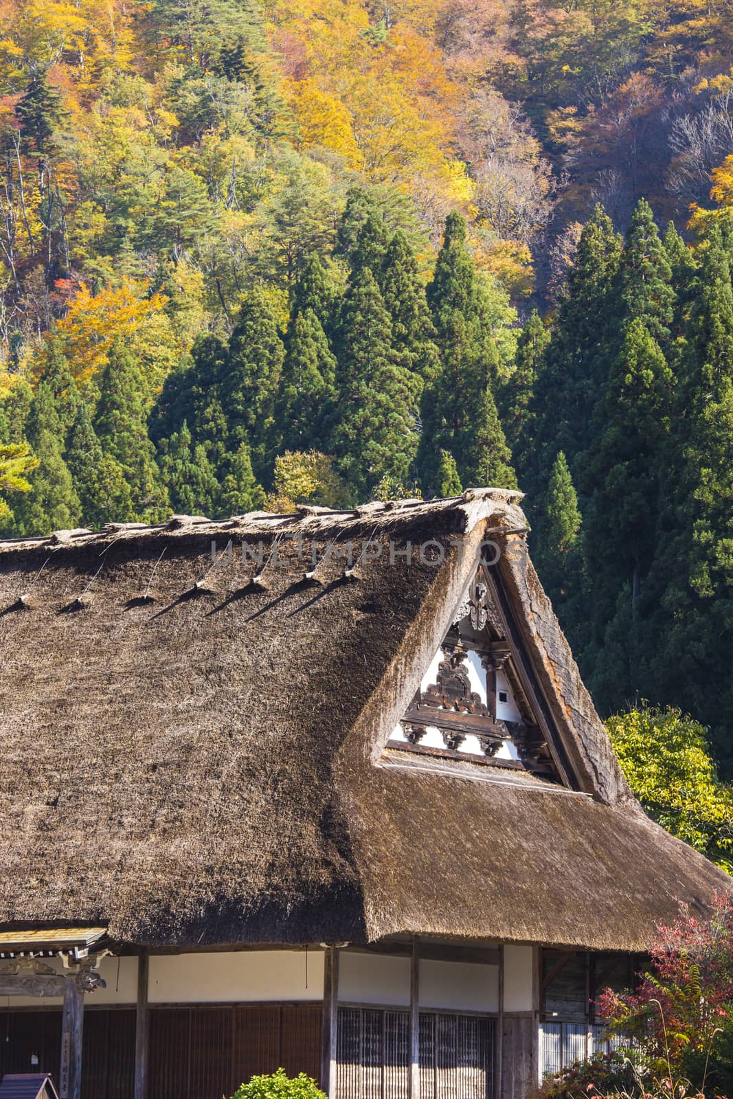 Cottage and rice field in small village shirakawa-go japan. autumn season