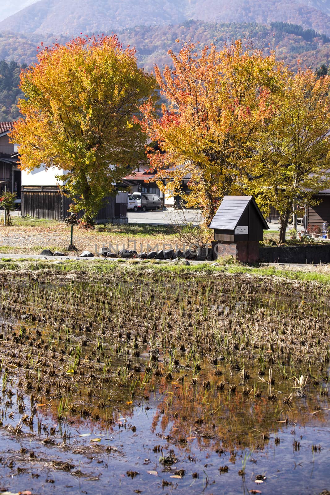 Cottage and rice field in small village shirakawa-go japan. autumn season