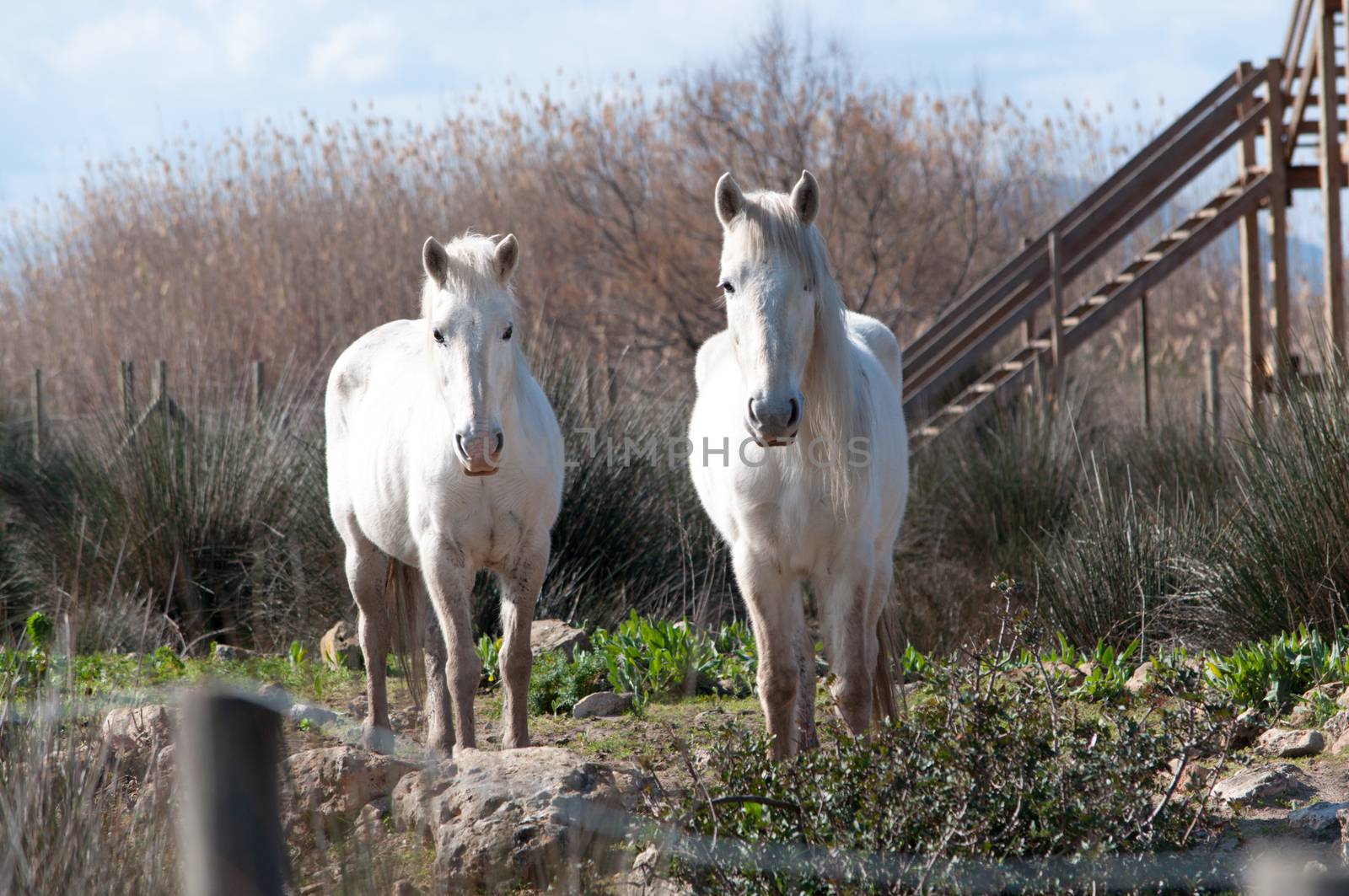 Two white horses looking straight on in the Albufera nature reserve, Majorca, February.