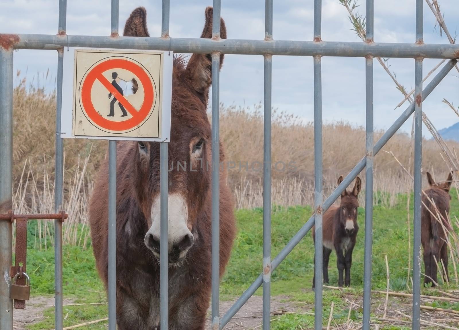 Stern and stubborn looking donkey - with a warning sign that 'someone' has taken a bite out of! For emphasis...