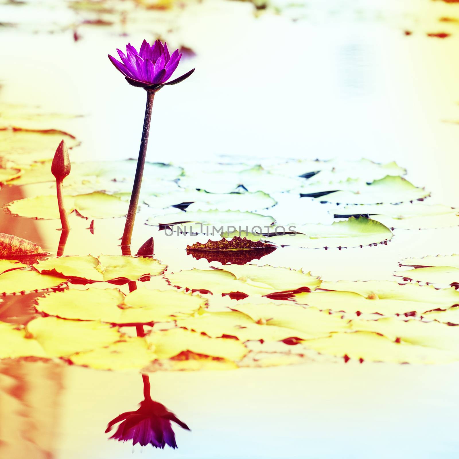 Lotus. Water lily flower