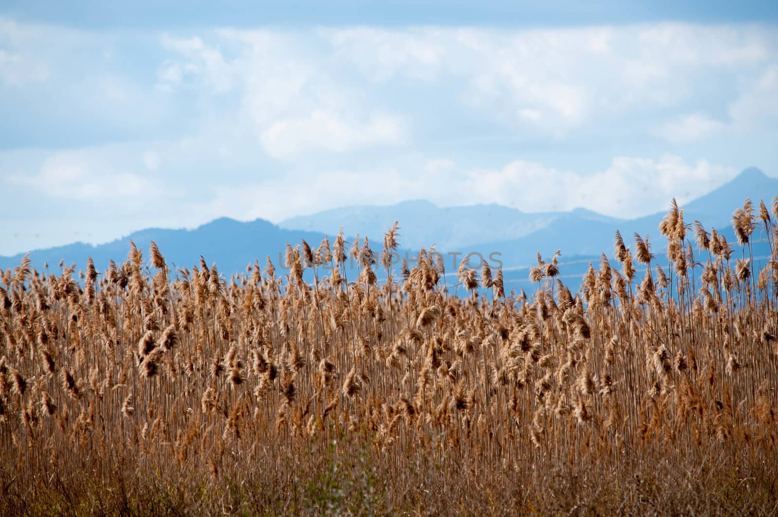 Yellow reeds blue mountains, Albufeira natural reserve, Majorca, Spain