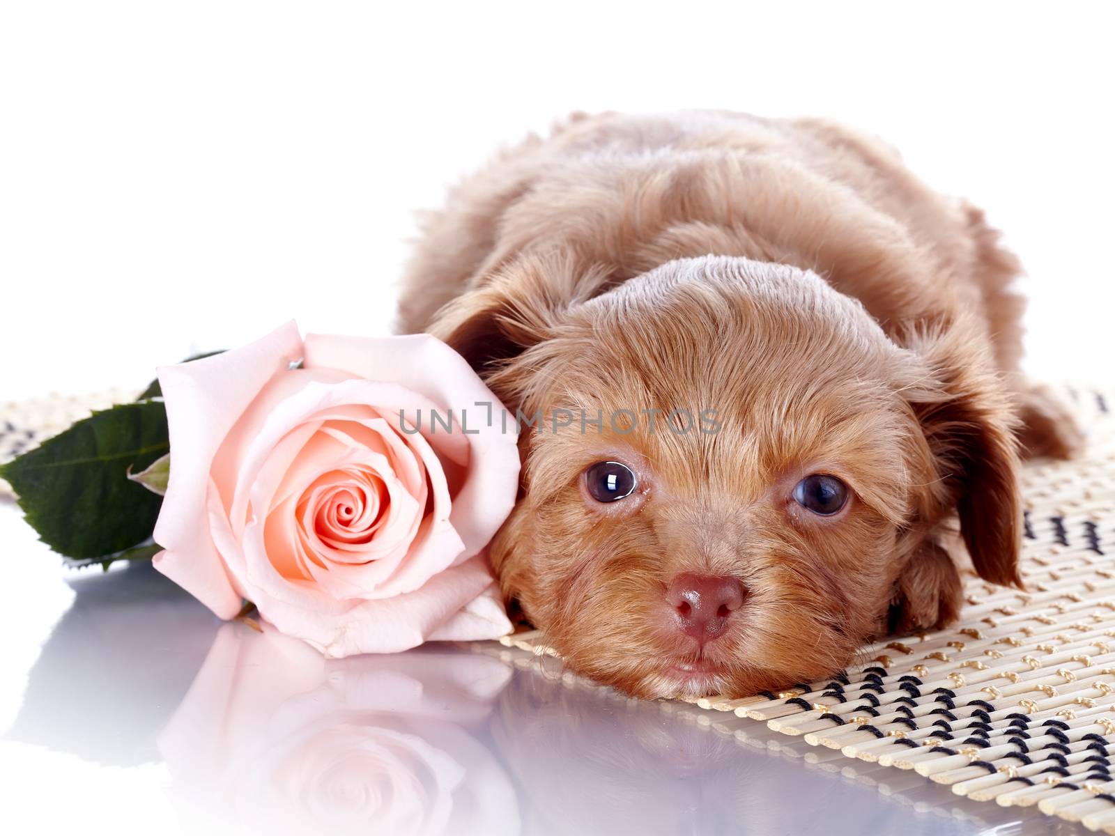Puppy with a rose on a rug. Puppy of a decorative doggie. Decorative dog. Puppy of the Petersburg orchid on a white background