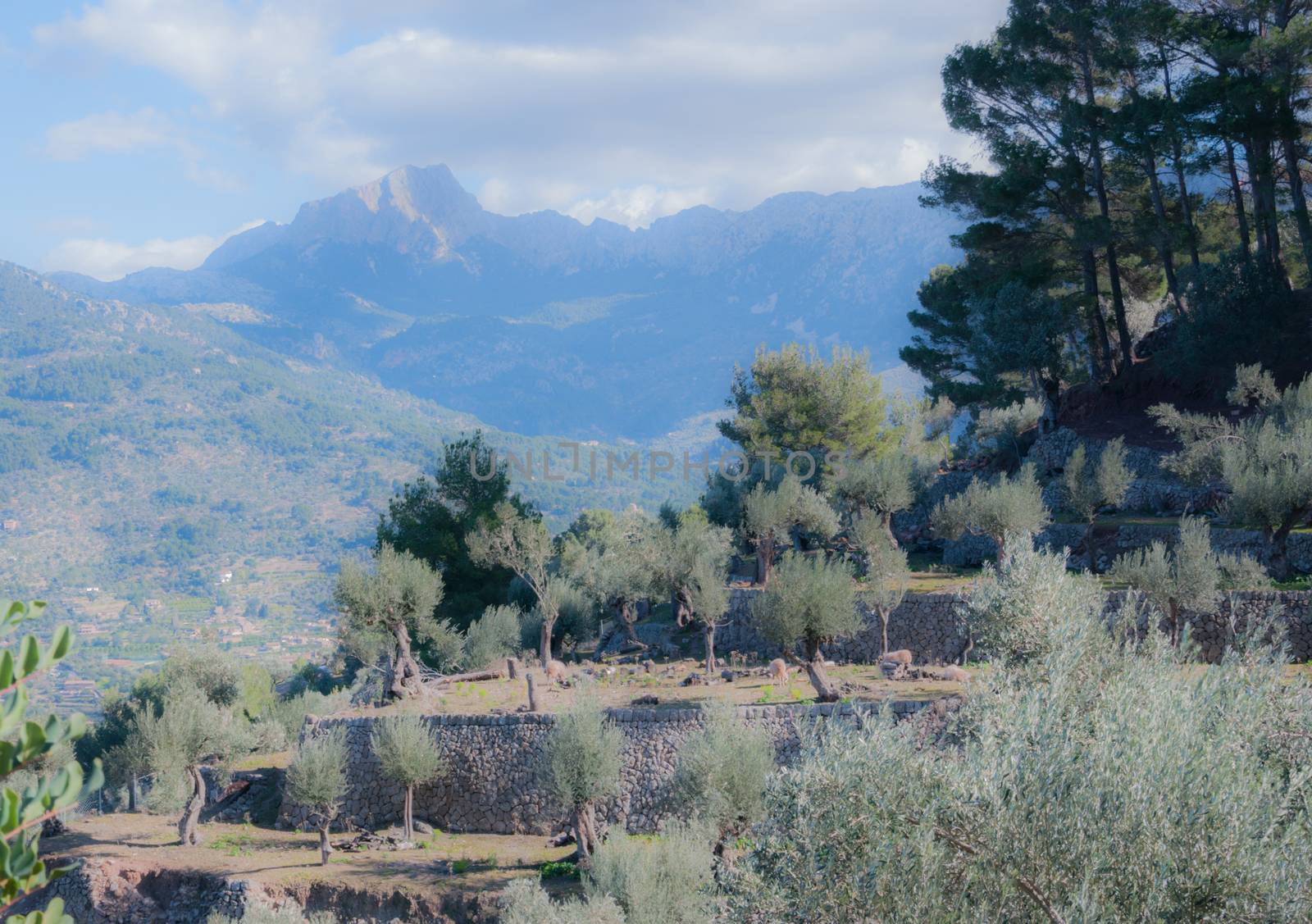 Terraced landscape in Soller valley, Mallorca, Balearic islands, Spain.