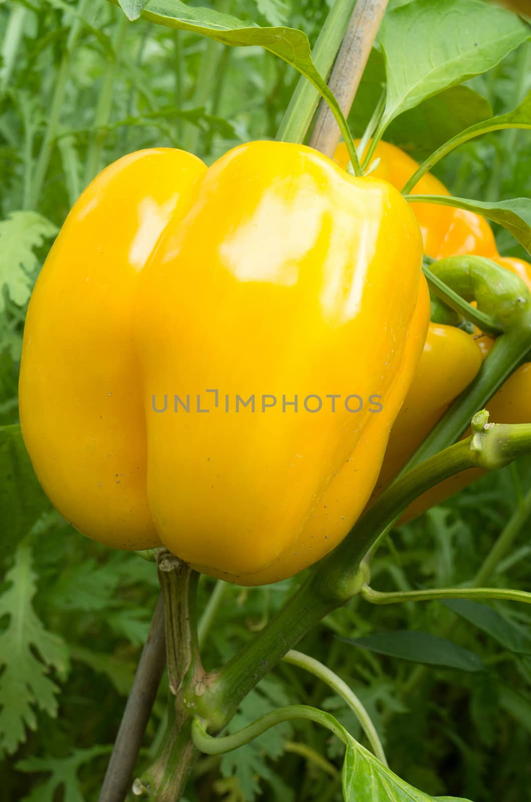 Yellow bell pepper plant in a garden