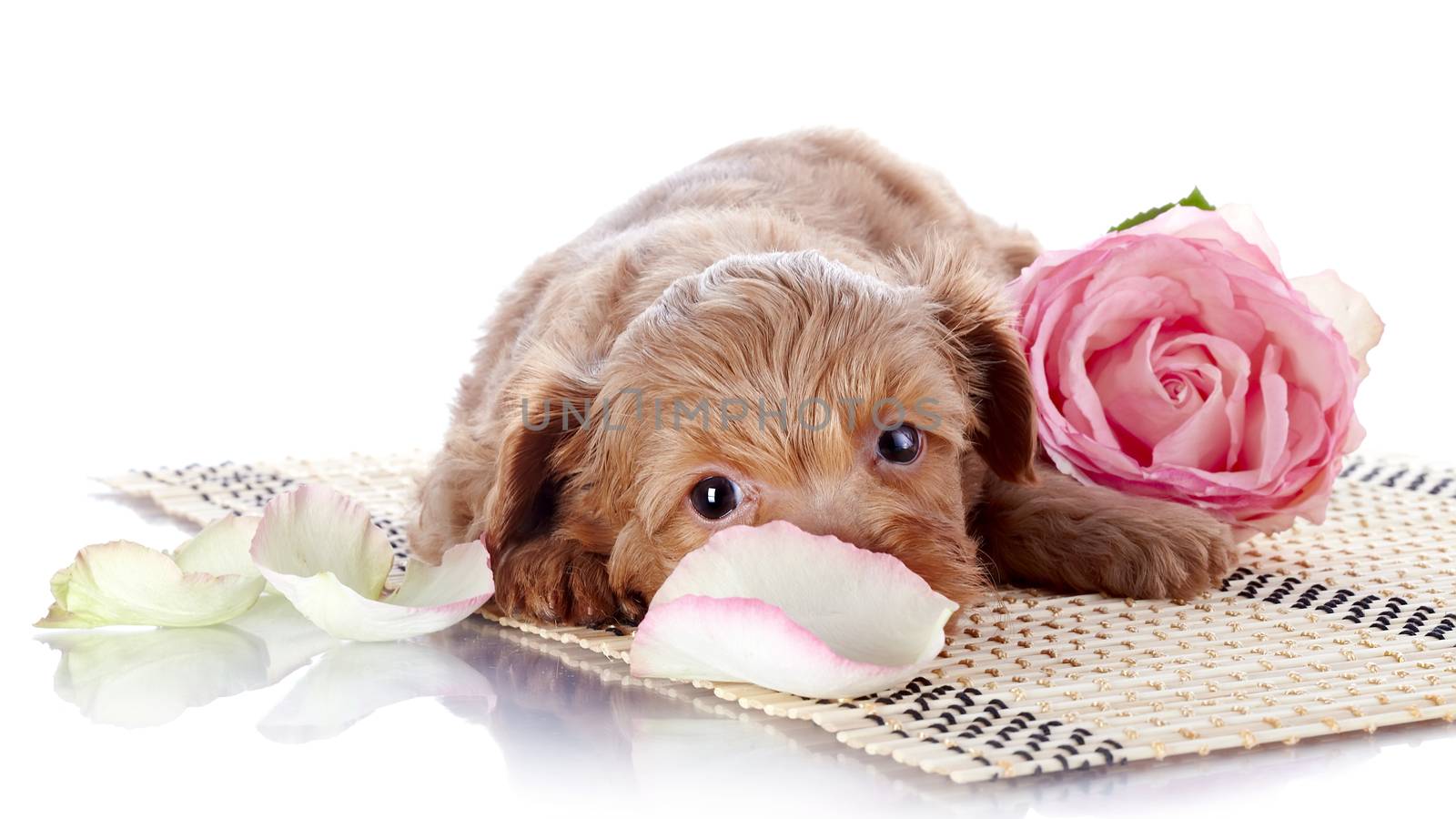 Puppy on a rug with a pink rose by Azaliya