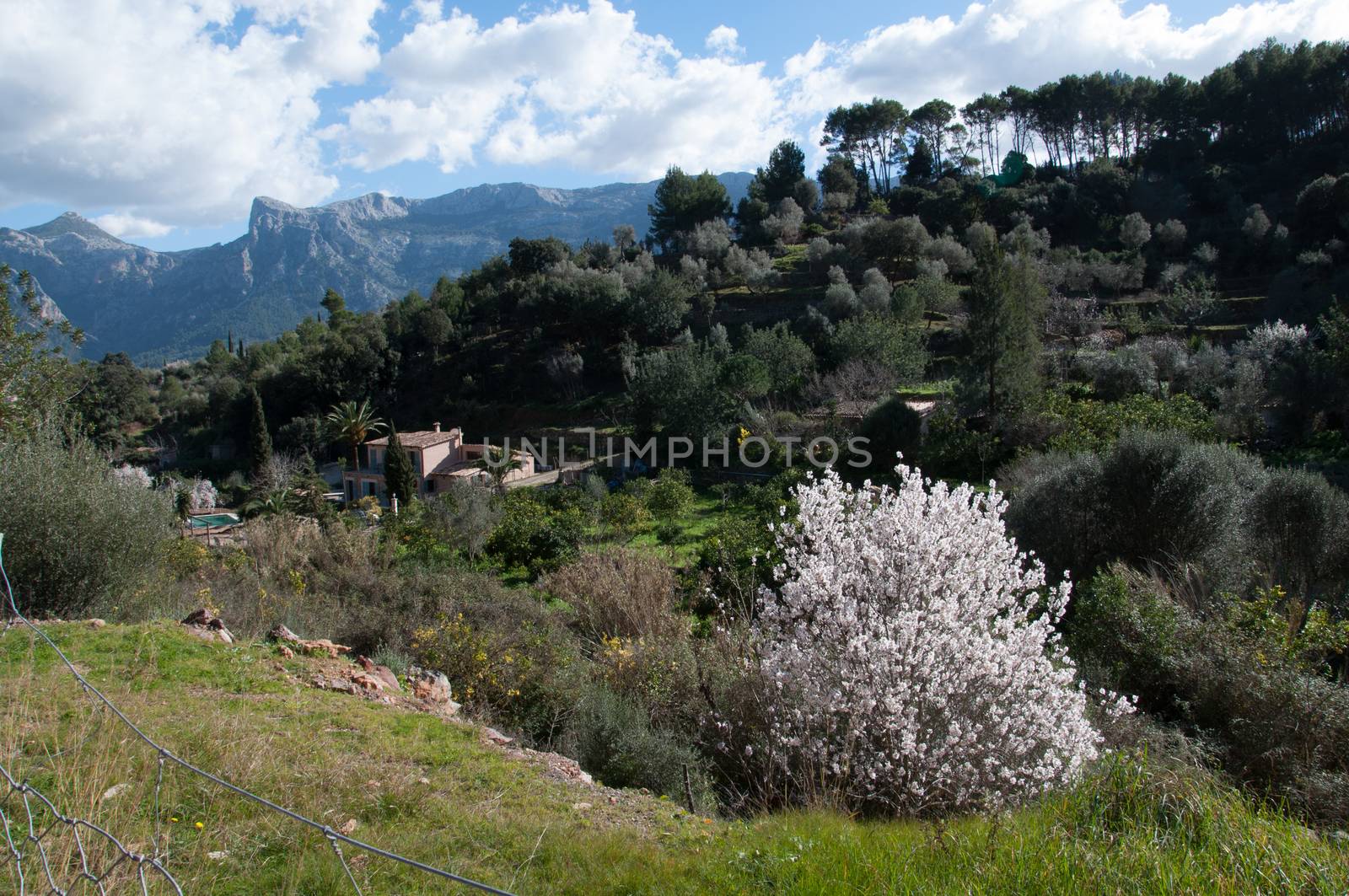 Tramuntana mountain landscape Mallorca in springtime, Majorca, Balearic islands, Spain.