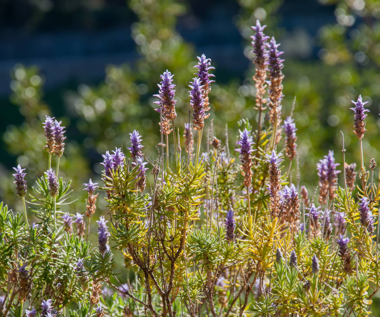 Wild blossoming lavender. by ArtesiaWells