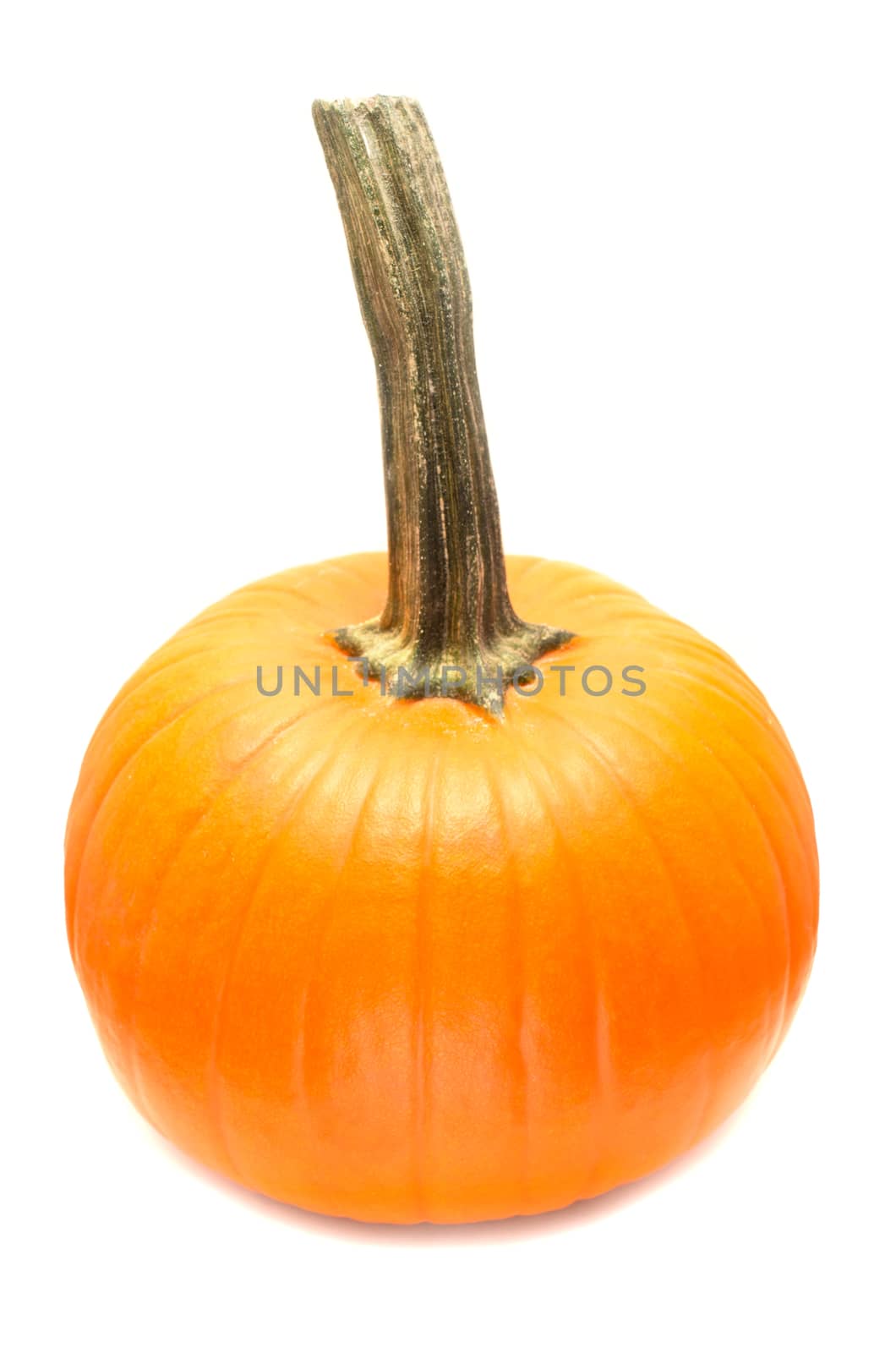 Fresh orange pumpkin on  white background
