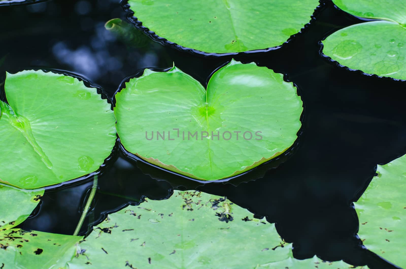 Lotus leaf by Sorapop