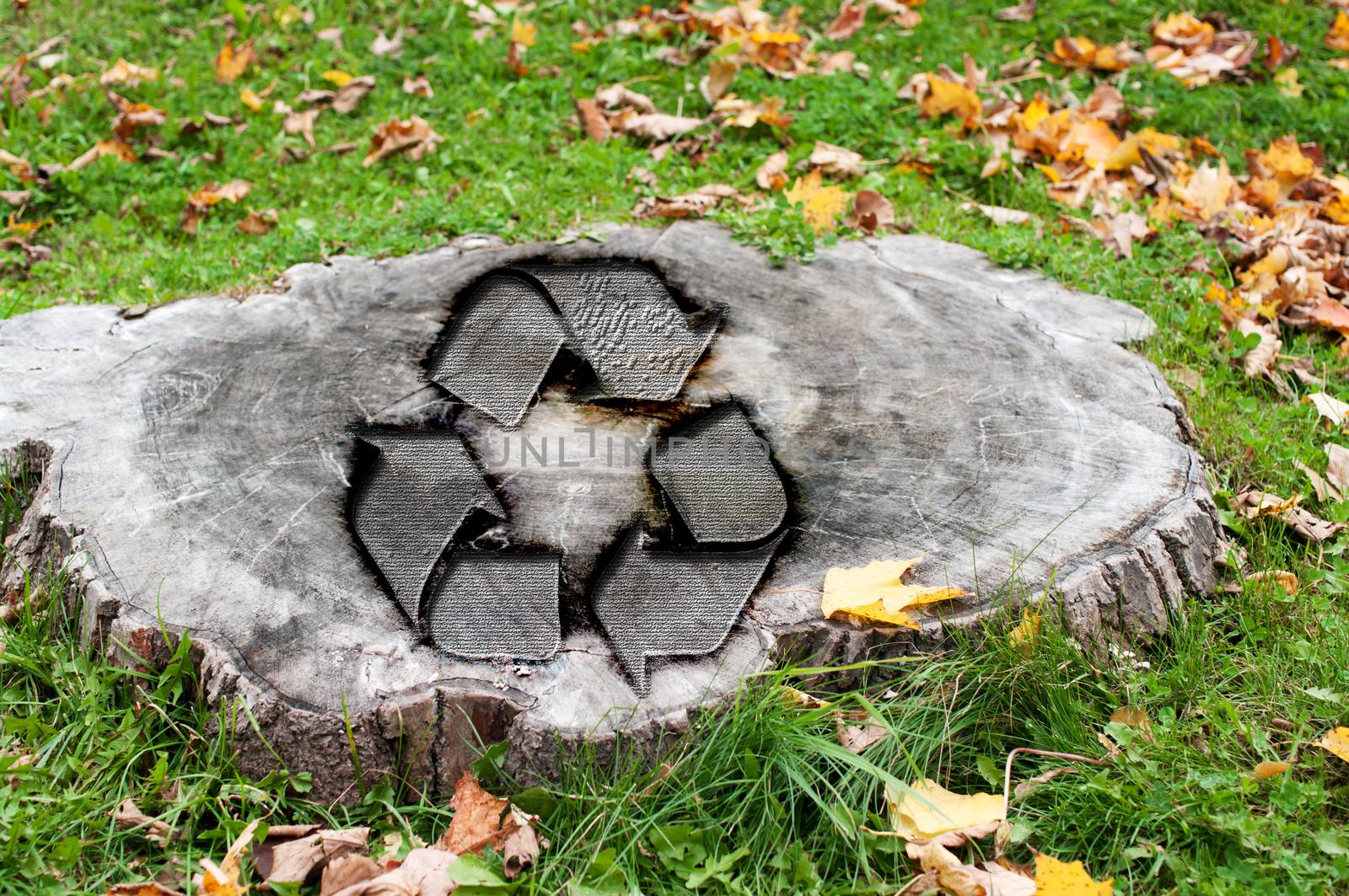 Recycle concept with a cut tree trunk