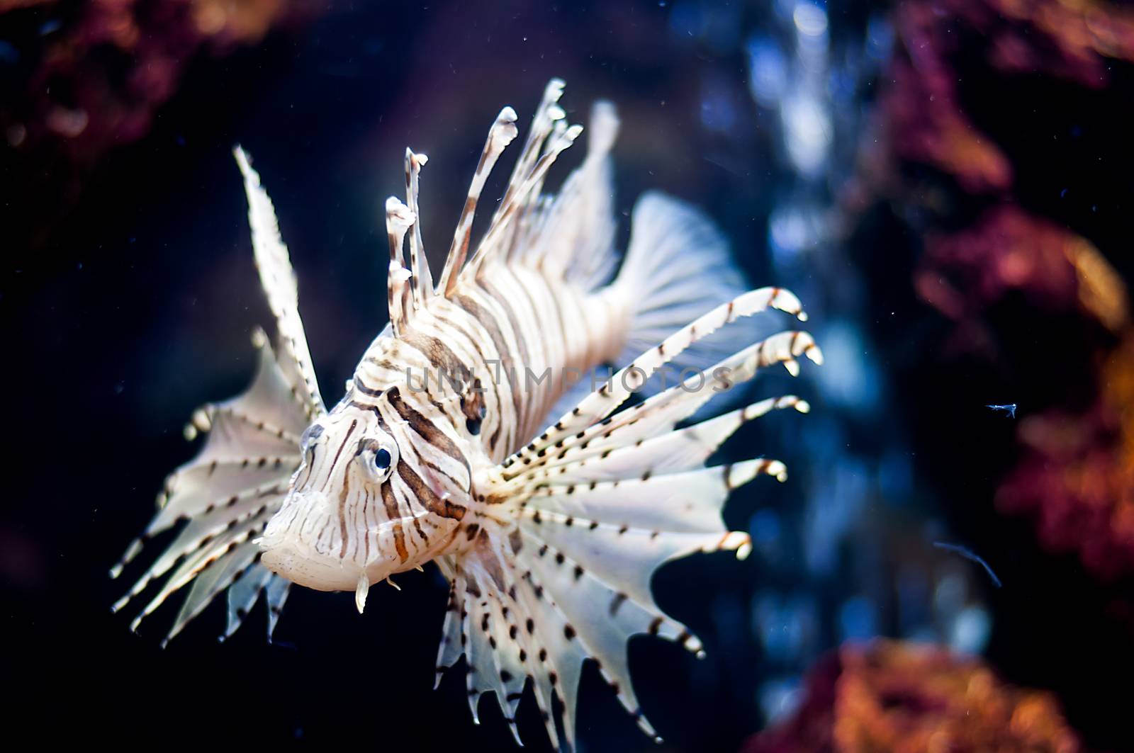 A Lion fish in the fish museum
