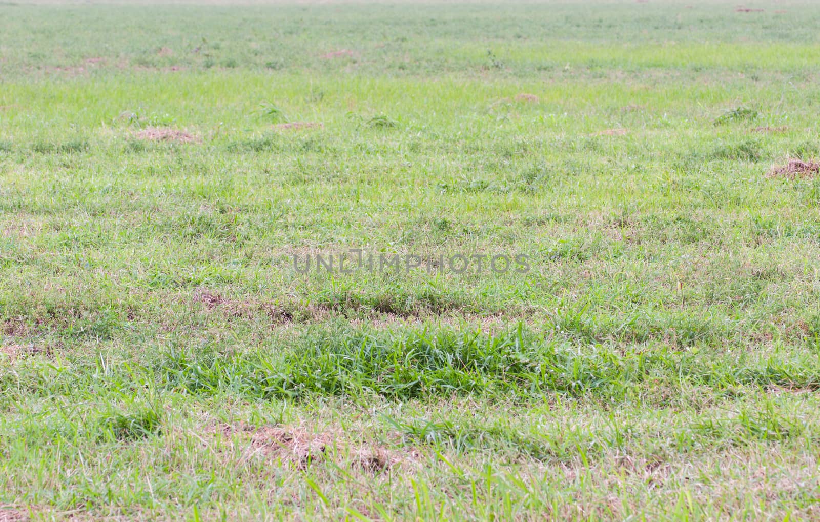 Wide green grass texture on the background