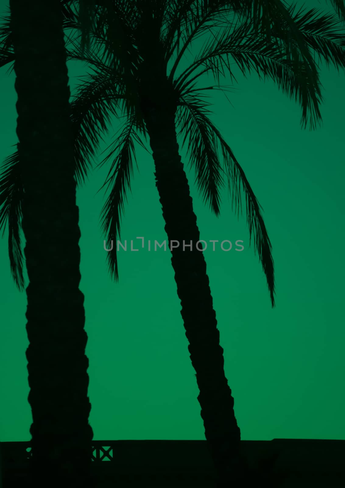 Palm trees and emerald green night sky, Barcelona, Spain