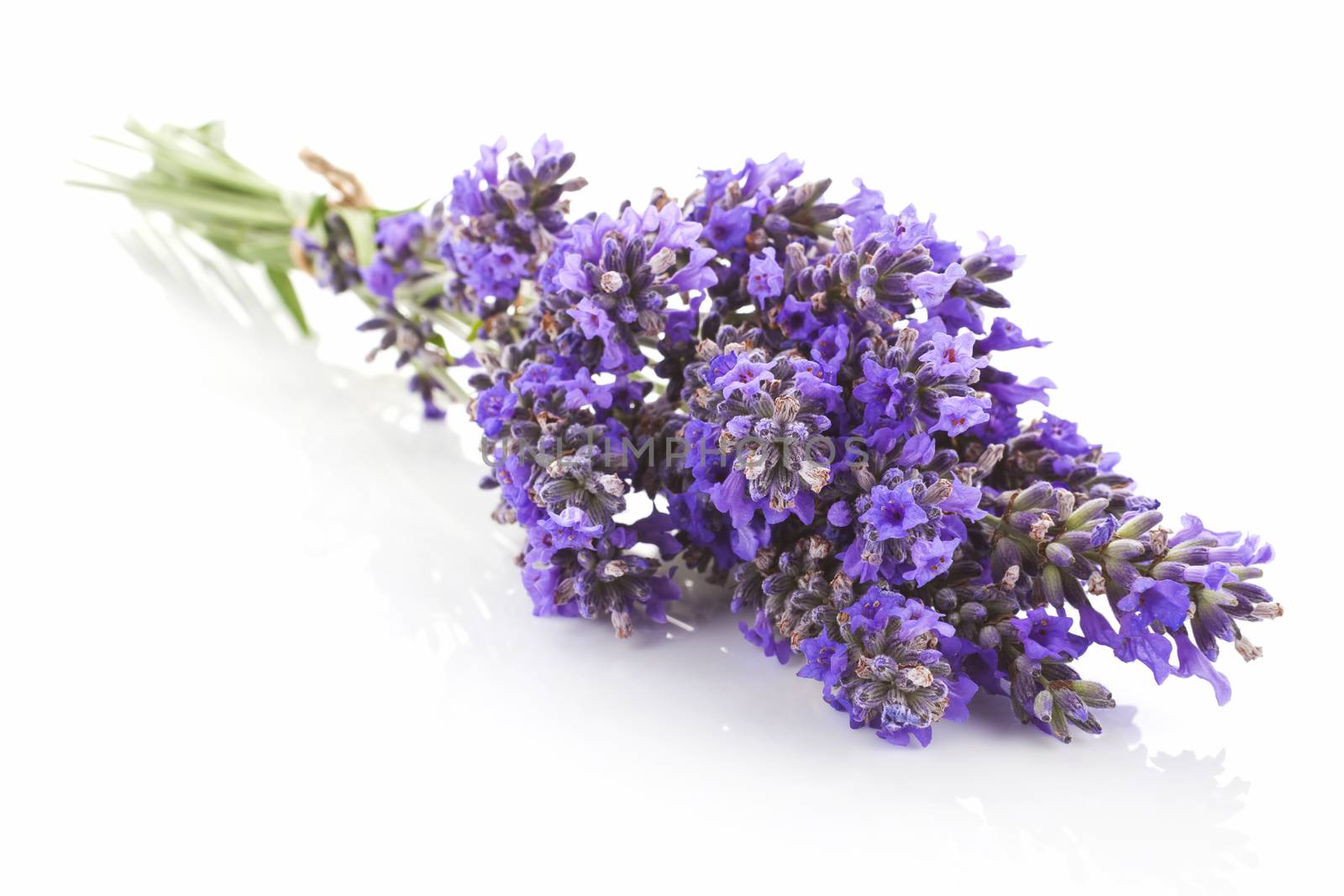 Lavender bundle isolated. by eskymaks