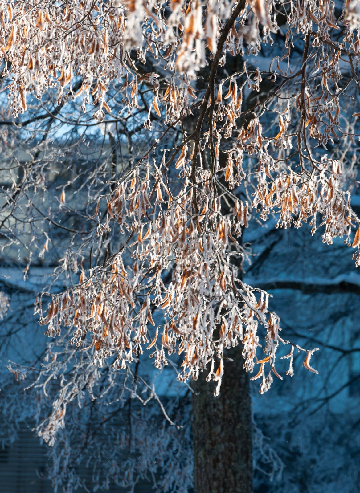 Sunny snowy tree on a winter day, Stockholm, Sweden.