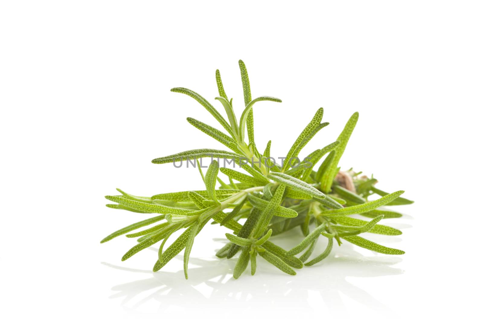 Rosemary bunch bound with brown twine isolated on white background. Culinary aromatic herbs.