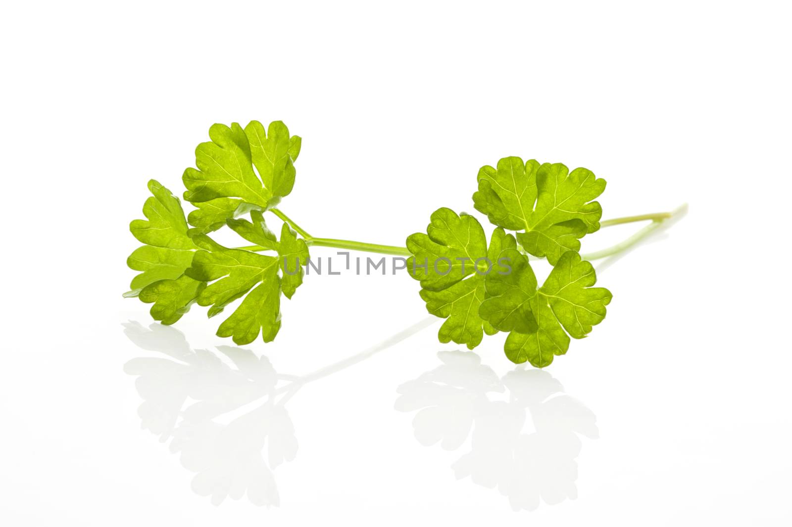 Parsley leaf isolated on white background. Aromatic culinary herb.
