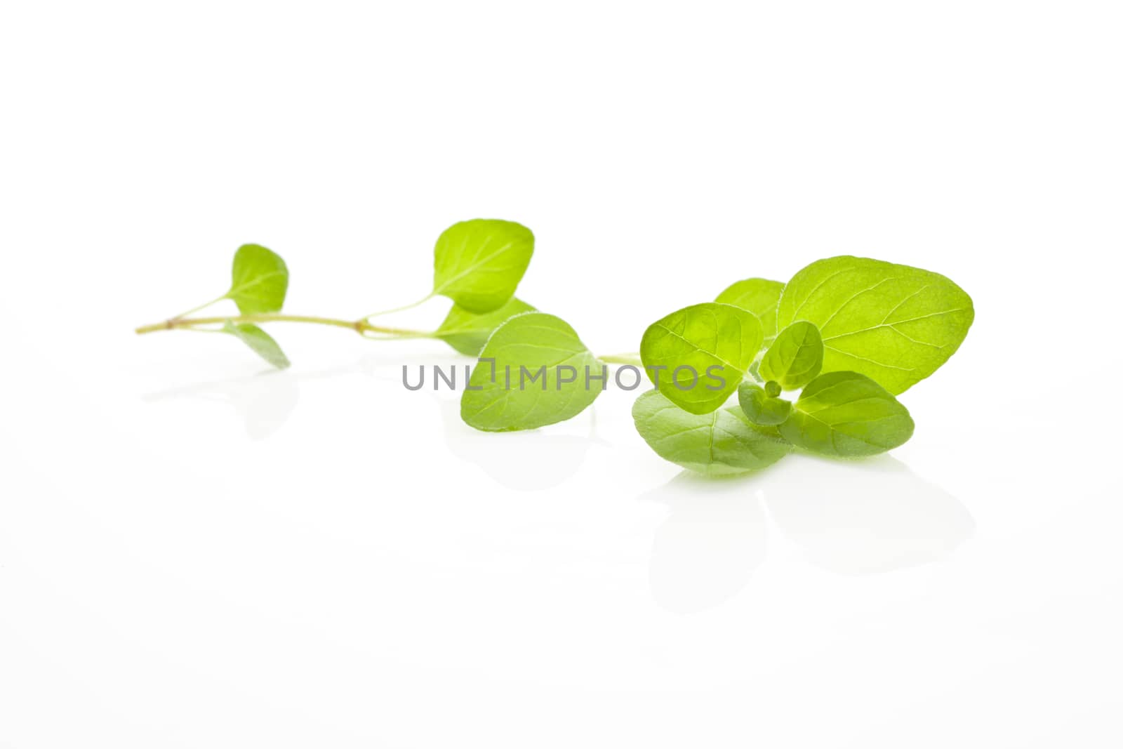 Fresh organic marjoram branch isolated on white background. Culinary aromatic herbs.