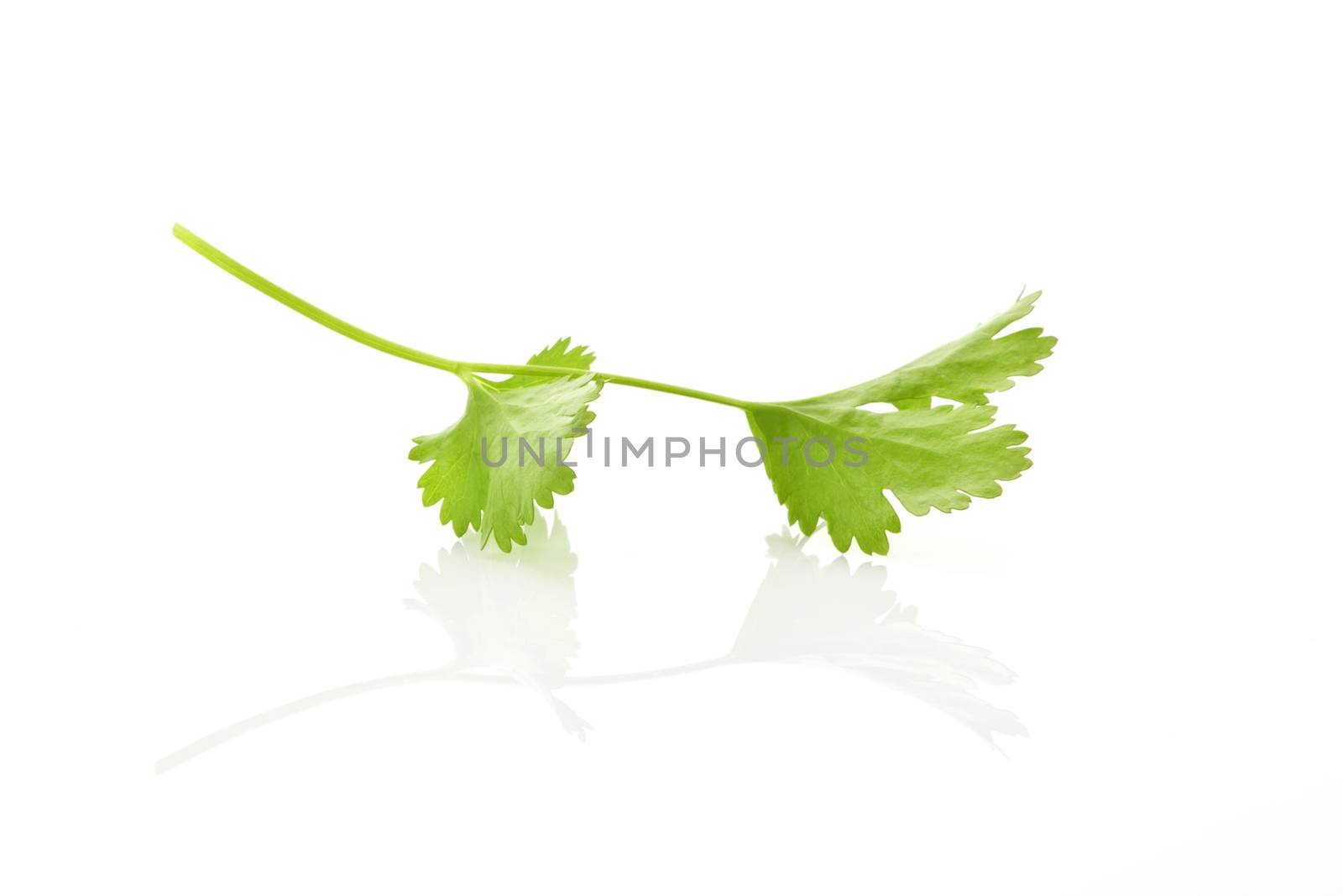 Fresh organic coriander leaf isolated on white background. Culinary herb concept.
