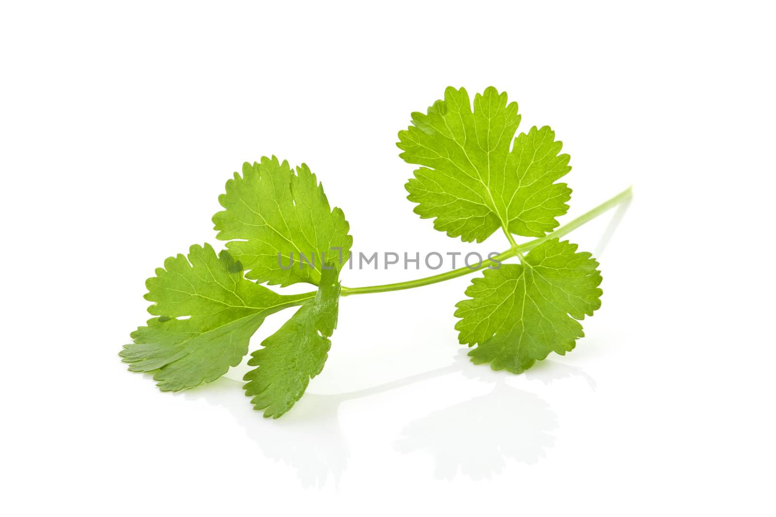 Coriander banch isolated. by eskymaks