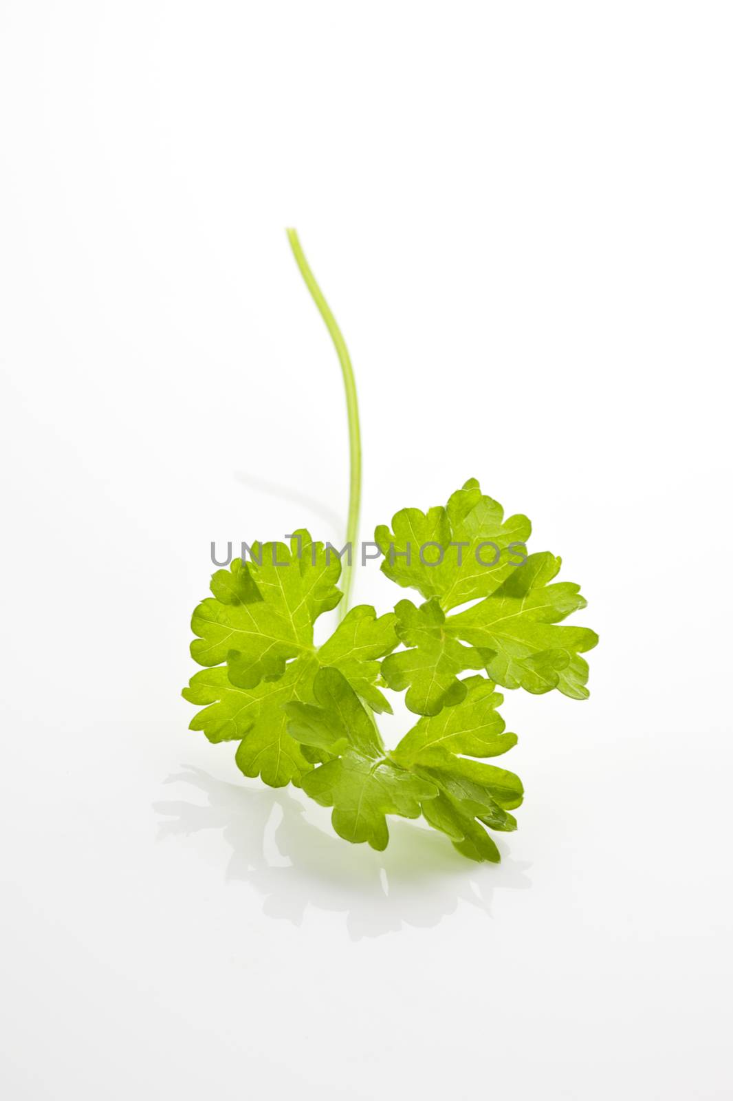 Parsley isolated. by eskymaks