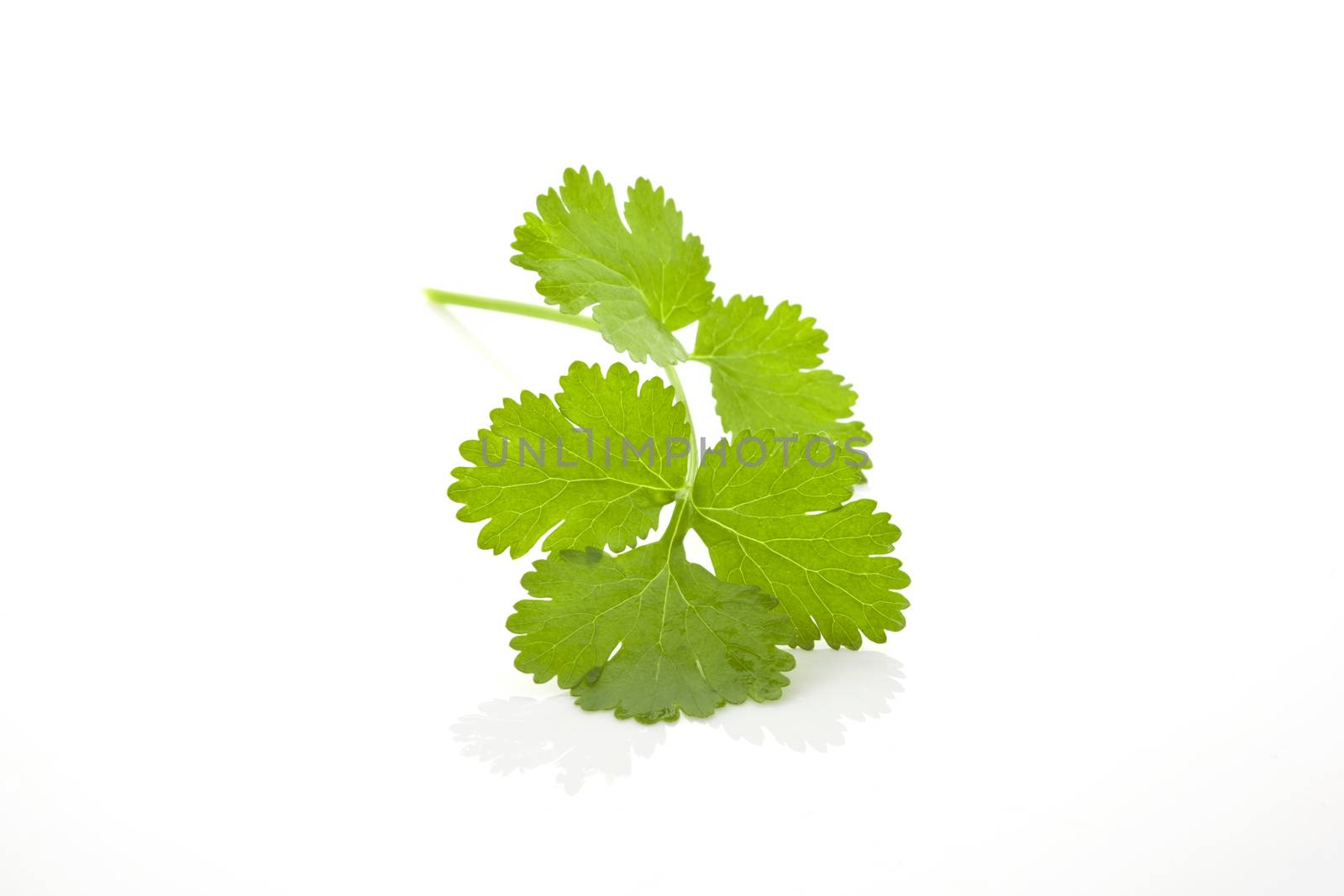 Fresh coriander leaf isolated on white background.