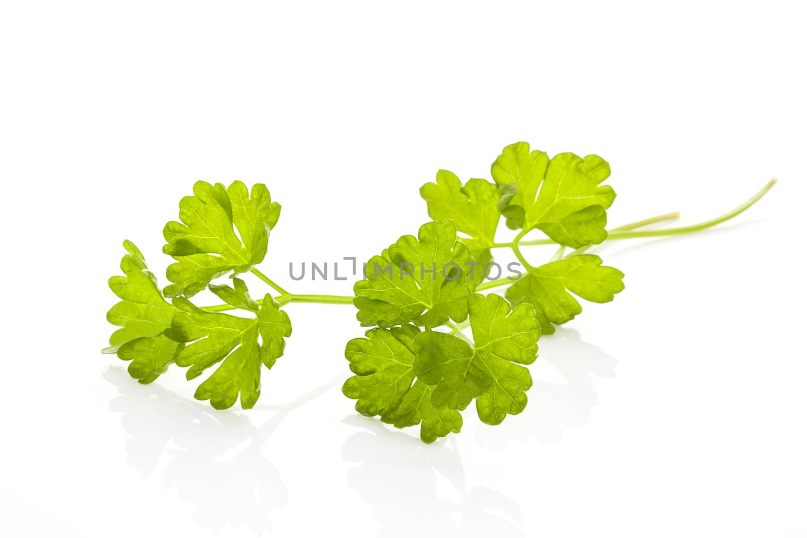 Fresh parsley leaves isolated on white background. Culinary aromatic herbs.
