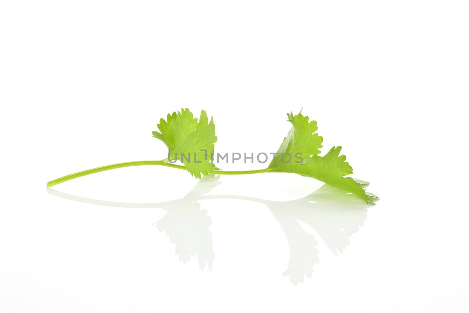 Coriander branch isolated on white background. Culinary herb concept.