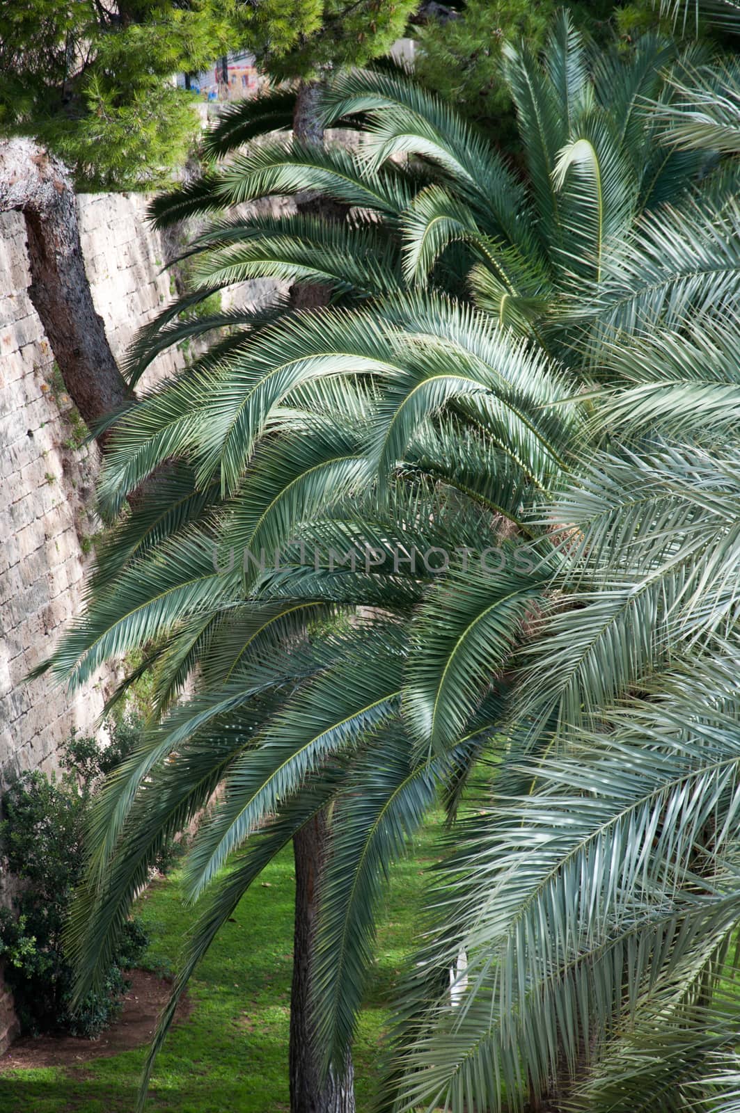 Palm branches and old stone wall in Palma de Mallorca, Majorca, Balearic islands, Spain.