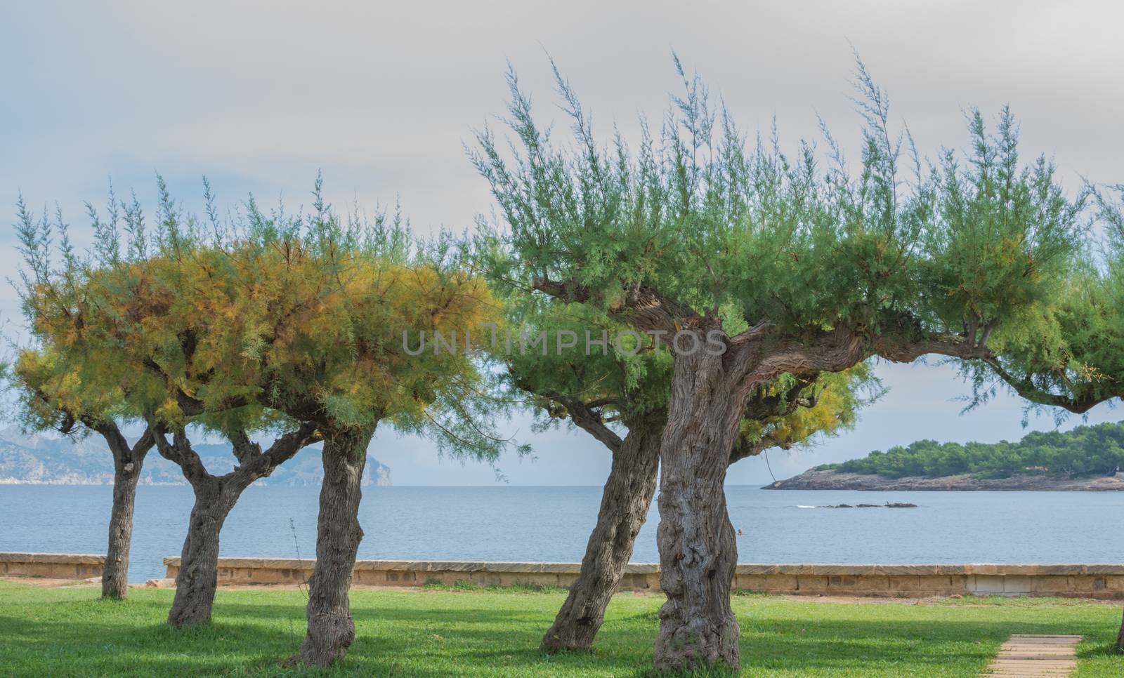 Trees by Pollensa bay.