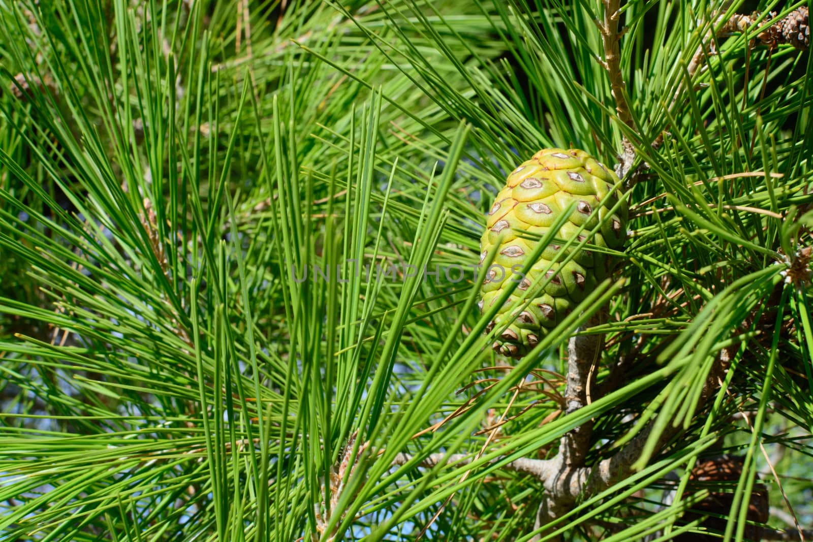 Pine cone and needles.