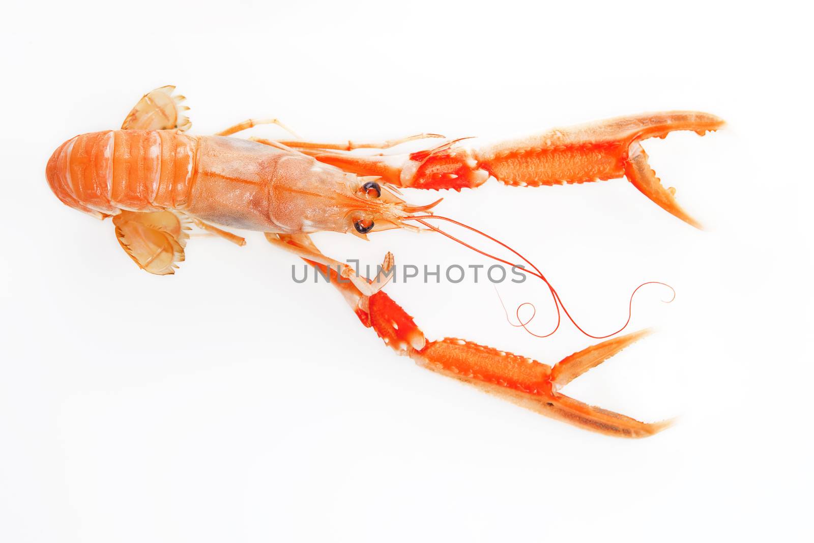 Langoustine isolated. by eskymaks