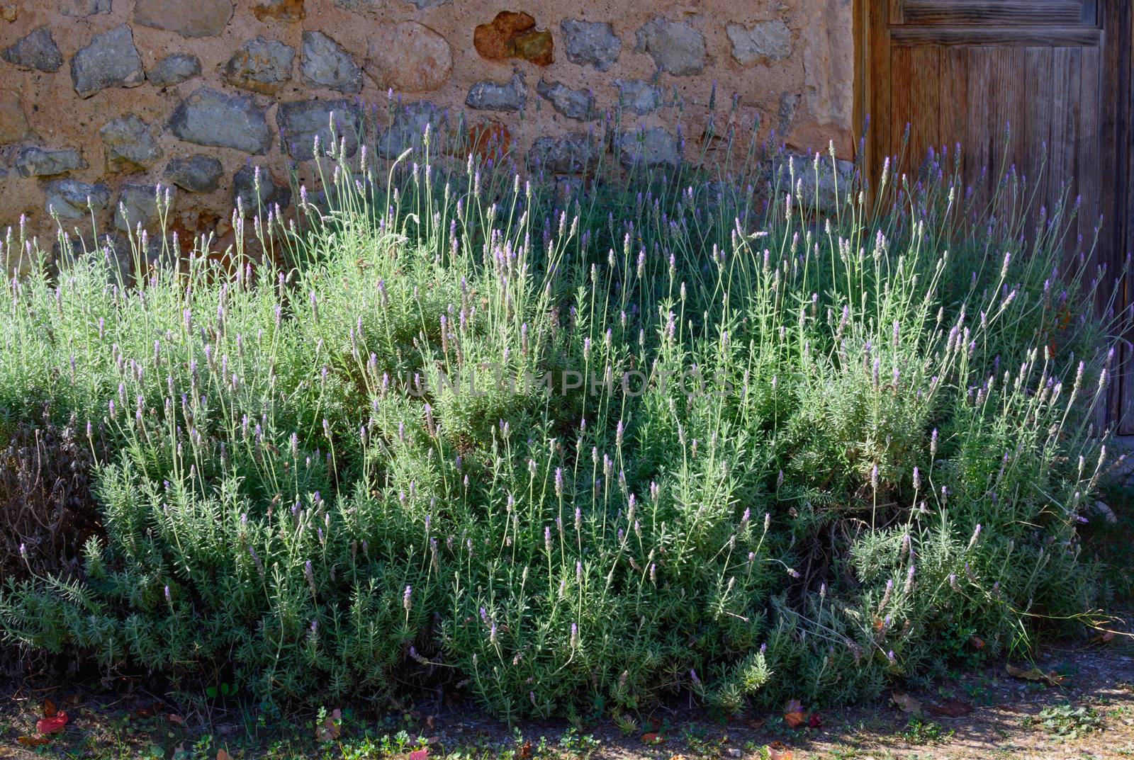 Lavender in sunshine by stone house with wooden door.