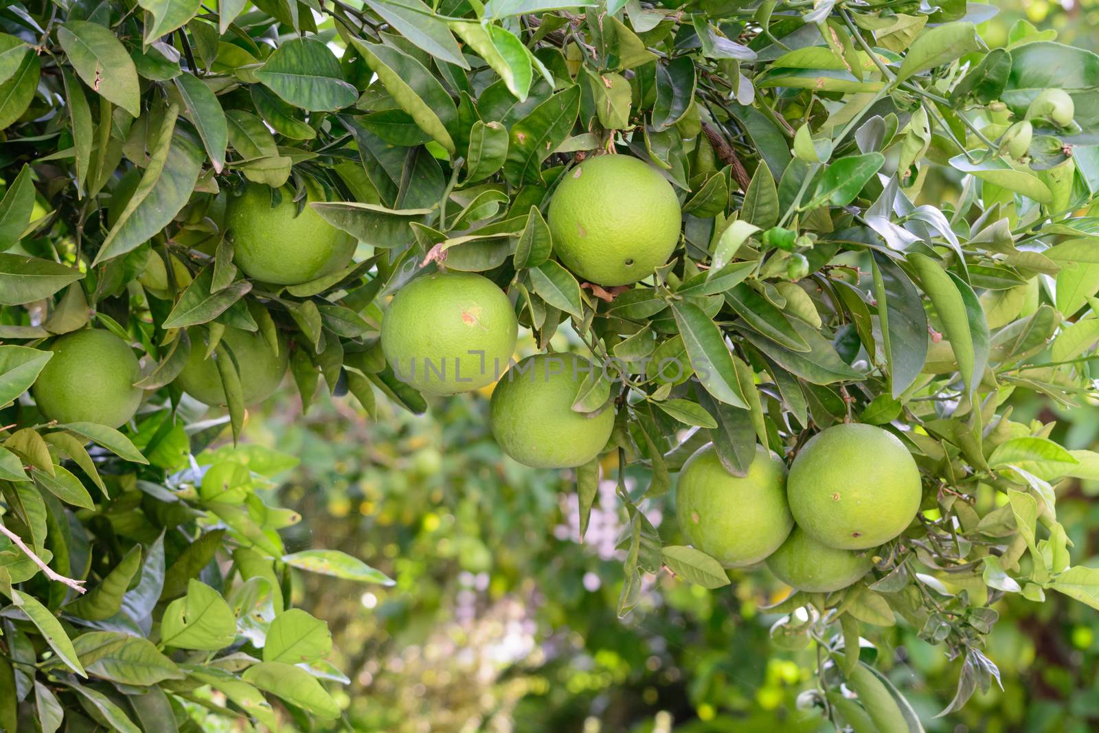 Grapefruits ripening on the tree in October.
