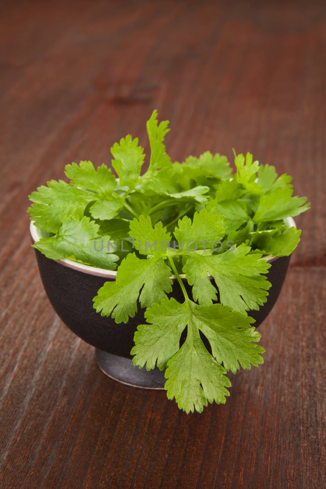 Fresh coriander in black round bowl on dark wooden background. Fresh culinary herb series.