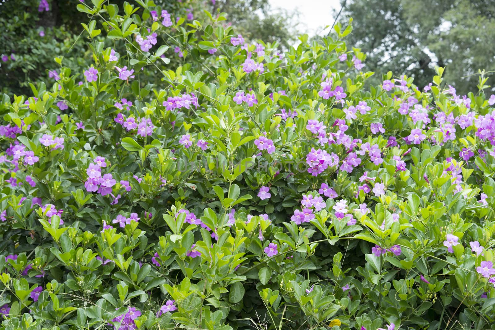 wildflowers in africa by compuinfoto